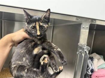 MIEL -  Domestic Short Hair Cat for Adoption in Rowlett, Texas - MIEL | PetCurious