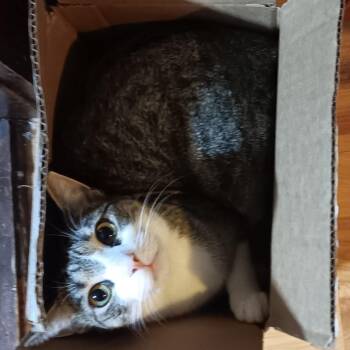 Lady -  Domestic Short Hair Cat for Adoption in Maryville, Tennessee - Lady | PetCurious
