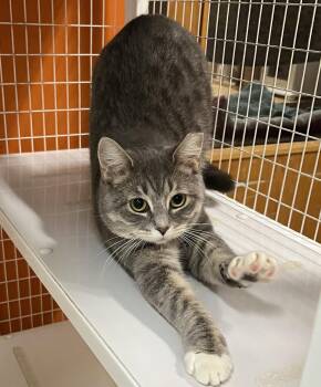 Domestic Short Hair Cats Available for Adoption in Blasdell, New York - Pumpkin Spice | PetCurious