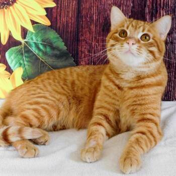 Domestic Short Hair Cats Available for Adoption in Pekin, Illinois - Colby | PetCurious