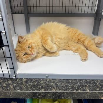 Ducky -  Domestic Long Hair Cat Available for Adoption in Shelbyville, Illinois - Ducky | PetCurious