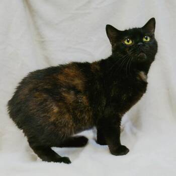 Manx Cats Available for Adoption in Versailles, Kentucky - Estelle | PetCurious