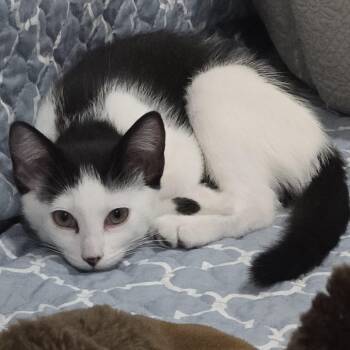 Rescue Domestic Long Hair Cats for Adoption in Los Angeles, California - Duchess | PetCurious