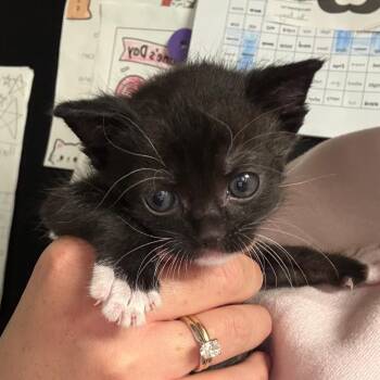 Cabo -  Domestic Short Hair Cat for Adoption in Westminster, California - Cabo | PetCurious
