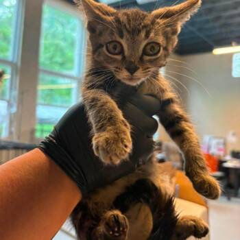 Meeko -  Domestic Short Hair Cat for Adoption in Huntington, West Virginia - Meeko | PetCurious
