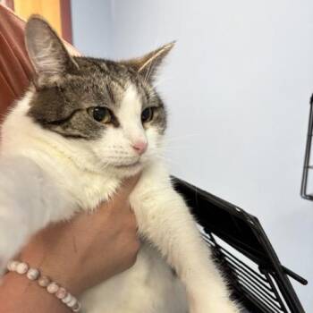 Domestic Short Hair Cats Available for Adoption in Saint Joseph, Missouri - CB | PetCurious