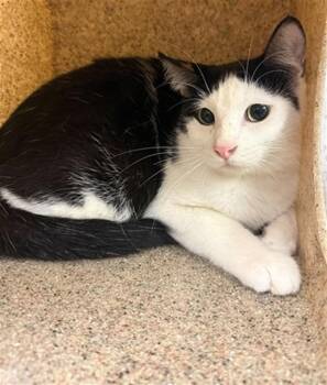 THEODORA -  Domestic Short Hair Cat for Adoption in Riverside, California - THEODORA | PetCurious