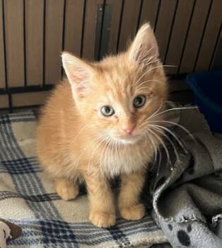 Rescue Domestic Short Hair Cats for Adoption in Anderson, Indiana - Fender | PetCurious