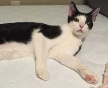 Lenny K -  Domestic Short Hair Cat for Adoption in Cary, North Carolina - Lenny K | PetCurious