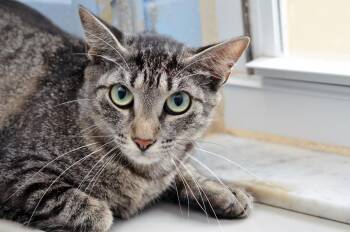 Domestic Short Hair and Tiger Cats Available for Adoption in Sanford, Florida - Lulu | PetCurious