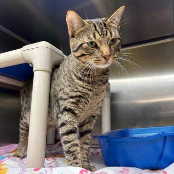 Domestic Short Hair Cats Available for Adoption in Springfield, Illinois - Charlie | PetCurious