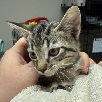 Domestic Short Hair Cats Available for Adoption in Bloomington, Illinois - Toothwort | PetCurious