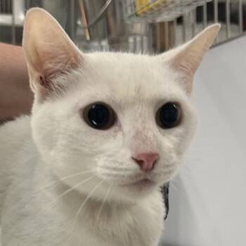 Sparkles -  Domestic Short Hair Cat for Adoption in New York, New York - Sparkles | PetCurious