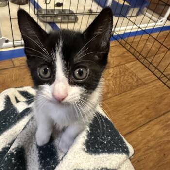 Bow Tie -  Domestic Short Hair Cat Available for Adoption in Elfin Forest, California - Bow Tie | PetCurious