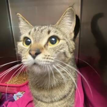 Yahoo -  Domestic Short Hair Cat for Adoption in Chehalis, Washington - Yahoo | PetCurious