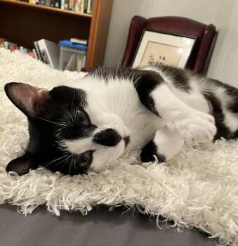 Rescue Domestic Short Hair Cats for Adoption in Jacksonville, Florida - Clemson | PetCurious