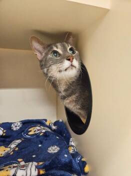 Cosmo -  Domestic Short Hair Cat for Adoption in Bloomington, Indiana - Cosmo | PetCurious