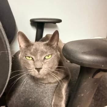 Laurel -  Domestic Short Hair Cat for Adoption in Braintree, Massachusetts - Laurel | PetCurious