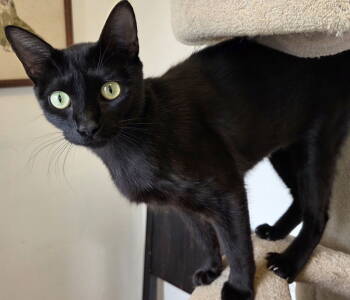 Rescue Siamese and Bombay Cats for Adoption in San Luis Obispo, California - Poem - To Purr And Ponder - CCC | PetCurious