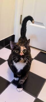 Calico Cats Available for Adoption in Greenville, Delaware - Arden (FCID# 04/09/2026 - 63 Middletown PS) | PetCurious