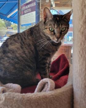 Rescue Domestic Short Hair Cats for Adoption in Boulder Creek, California - Emma | PetCurious
