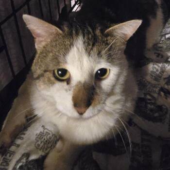 Domestic Short Hair Cats Available for Adoption in Grantsville, Utah - Howie | PetCurious
