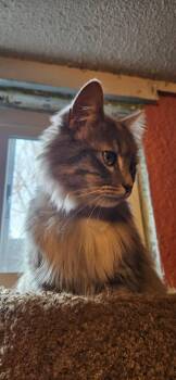 Domestic Medium Hair Cats Available for Adoption - Pretty Girl | PetCurious
