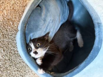 Ace (Hilltown Braves) -  Domestic Short Hair Cat for Adoption in Telford, Pennsylvania - Ace (Hilltown Braves) | PetCurious