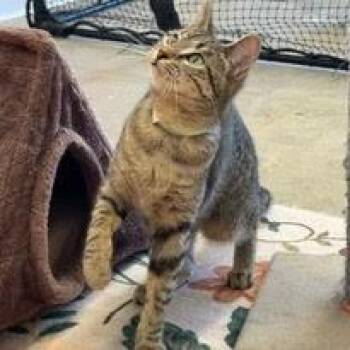 Domestic Short Hair Cats Available for Adoption - Greta | PetCurious