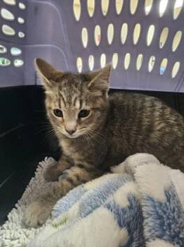 Domestic Short Hair Cats Available for Adoption in Seneca, South Carolina - Grayson $75 | PetCurious