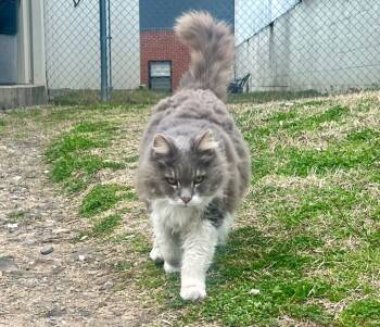 Rescue Domestic Long Hair Cats for Adoption in Hot Springs, Arkansas - Fluffy | PetCurious