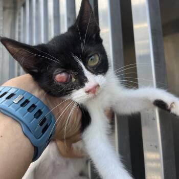 Hamburgler -  Domestic Medium Hair Cat for Adoption in Chattanooga, Tennessee - Hamburgler | PetCurious
