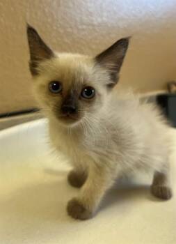 A1925501 -  Domestic Short Hair Cat for Adoption in Thousand Palms, California - A1925501 | PetCurious