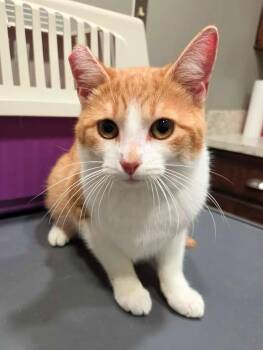 Domestic Short Hair Cats Available for Adoption - Bamboo | PetCurious