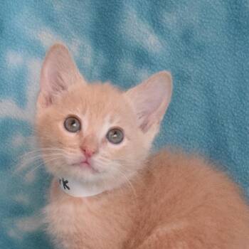 Spark -  Domestic Short Hair Cat for Adoption in Eureka, California - Spark | PetCurious