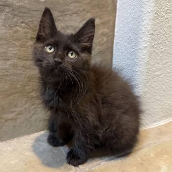 Mr Grey -  Domestic Medium Hair Cat for Adoption in Pendleton, Oregon - Mr Grey | PetCurious