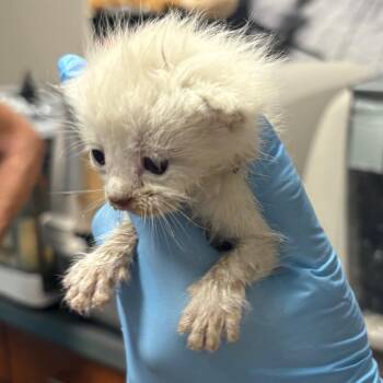 Domestic Short Hair Cats Available for Adoption in Yuma, Arizona - Zelda | PetCurious