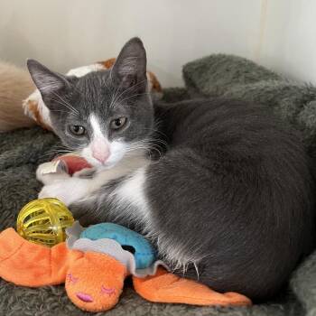 BUGLE -  Domestic Medium Hair Cat for Adoption in Kyle, Texas - BUGLE | PetCurious