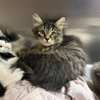 Josh -  Domestic Medium Hair Cat for Adoption in Westminster, California - Josh | PetCurious