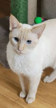 Rescue Siamese Cats for Adoption in Chicago, Illinois - Zen (Eminem) | PetCurious