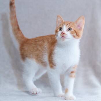 Domestic Short Hair Cats Available for Adoption in Sunnyvale, California - Marshall | PetCurious