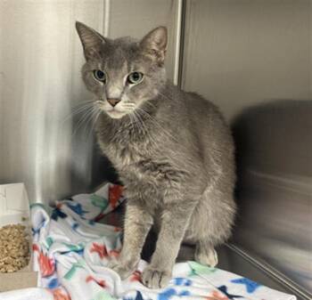 MILO -  Domestic Short Hair Cat for Adoption in Indianapolis, Indiana - MILO | PetCurious