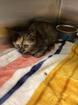 Domestic Short Hair Cats Available for Adoption in Athens, Tennessee - Bubbles | PetCurious