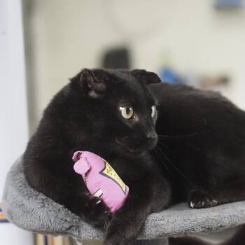 Domestic Short Hair Cats Available for Adoption in Falls Church, Virginia - Riley | PetCurious