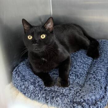 Alfredo -  Domestic Short Hair Cat for Adoption in Wilmington, Delaware - Alfredo | PetCurious
