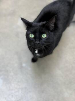 Shayla -  Domestic Short Hair Cat for Adoption in Bryan, Ohio - Shayla | PetCurious