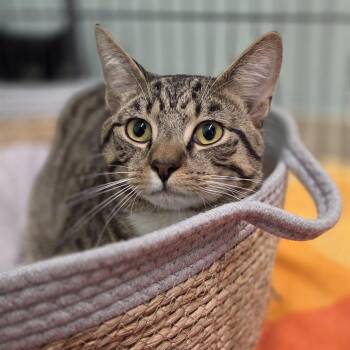 Bodhi -  Domestic Short Hair Cat for Adoption in Pittsford, Vermont - Bodhi | PetCurious