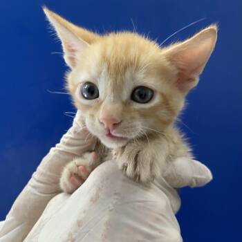 Al -  Domestic Medium Hair Cat for Adoption in Lakewood, California - Al | PetCurious