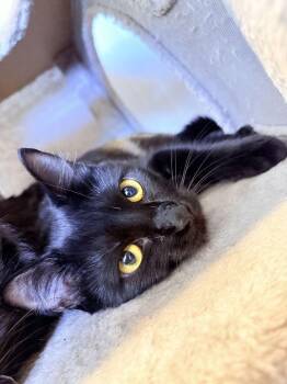 CORDELIA -  Domestic Medium Hair Cat for Adoption in Athens, Alabama - CORDELIA | PetCurious