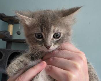 Lucy -  Domestic Long Hair Cat Available for Adoption in Buford, Georgia - Lucy | PetCurious